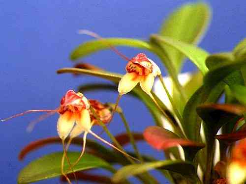 Masdevallia nidifica 